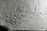 Unprepared Diplomystus Fossil Fish - About - Long #58585-1